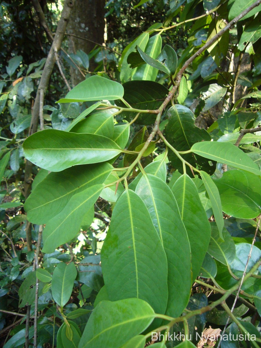 Myristica dactyloides Gaertn.